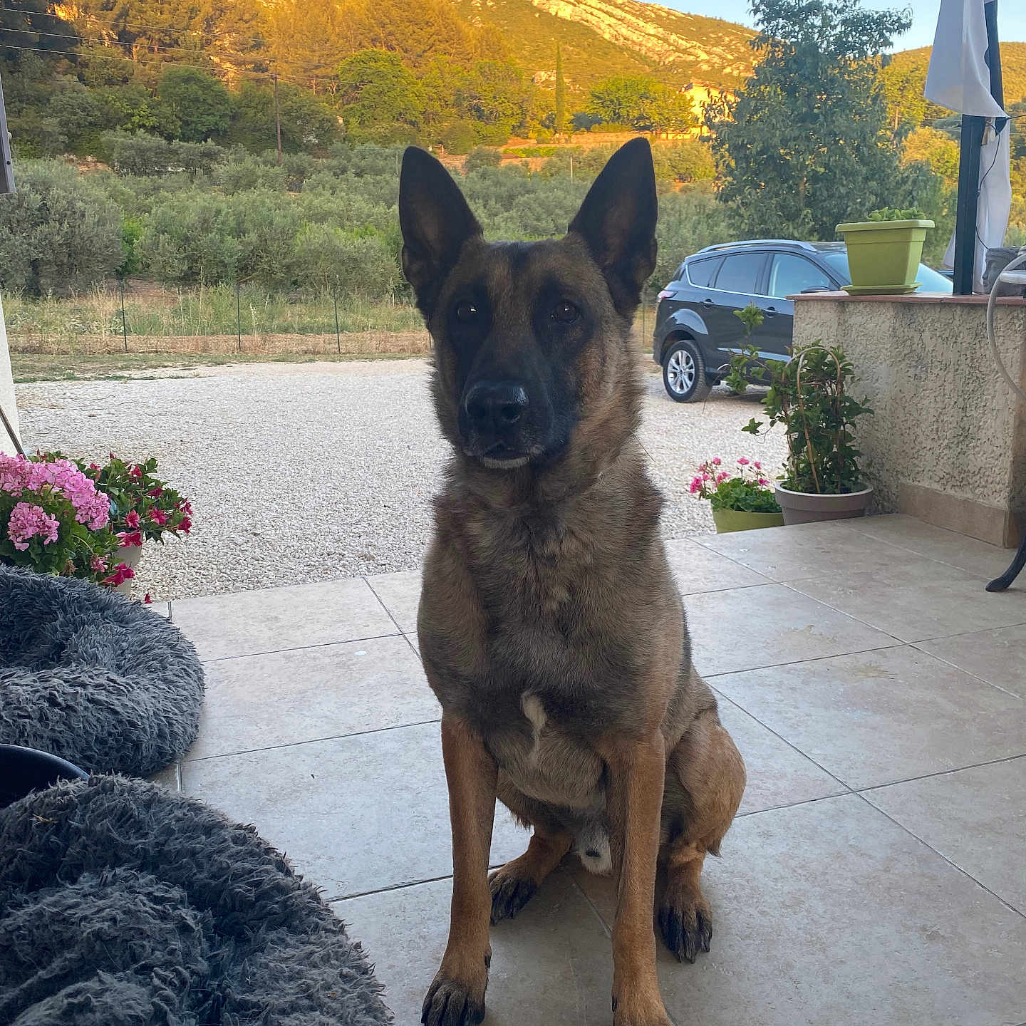 Tyson a rejoint le concours — aidez-le/la à gagner de superbes lots ! alloywheel, animal, canine, car, dog, flag, flagstone, flower, germanshepherd, outdoors, path, pet, plant, pottedplant, puppy, slate, transportation, tree, vehicle, walkway