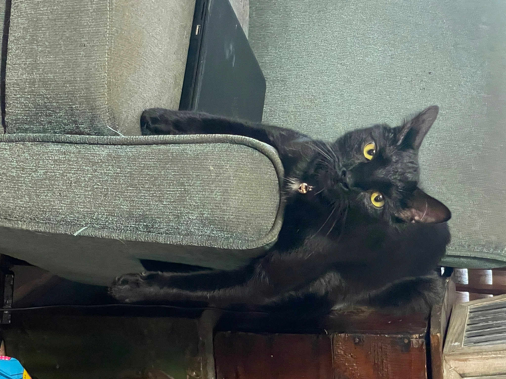 Bagheera