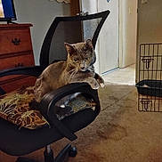 Toby is registered to the contest to win money with this photo: carpet, cat, chair, cozy, cushion, door, dressing_table, furniture, grey_cat, home, indoor, looking, mesh, office_chair, pet, pet_gate, quiet, relaxed, white_cat, window