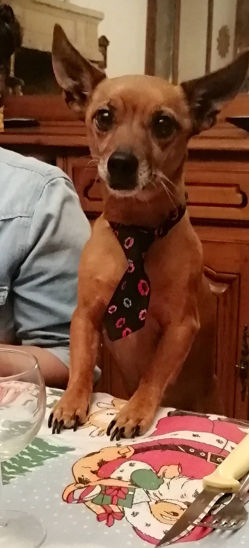 Pimous'S participe au concours pour gagner de l'argent avec cette photo : canidae, carnivore, collar, companion_dog, dog, dog_breed, dog_collar, dog_supply, ear, event, fawn, fur, pattern, pet_supply, snout, sporting_group, tableware, toy_dog, whiskers, working_animal