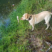 Misty is registered to the contest to win money with this photo: accessories, animal, canine, dog, grass, herbal, herbs, hound, labradorretriever, nature, outdoors, pet, plant, pond, puppy, soil, strap, tree, vegetation, water