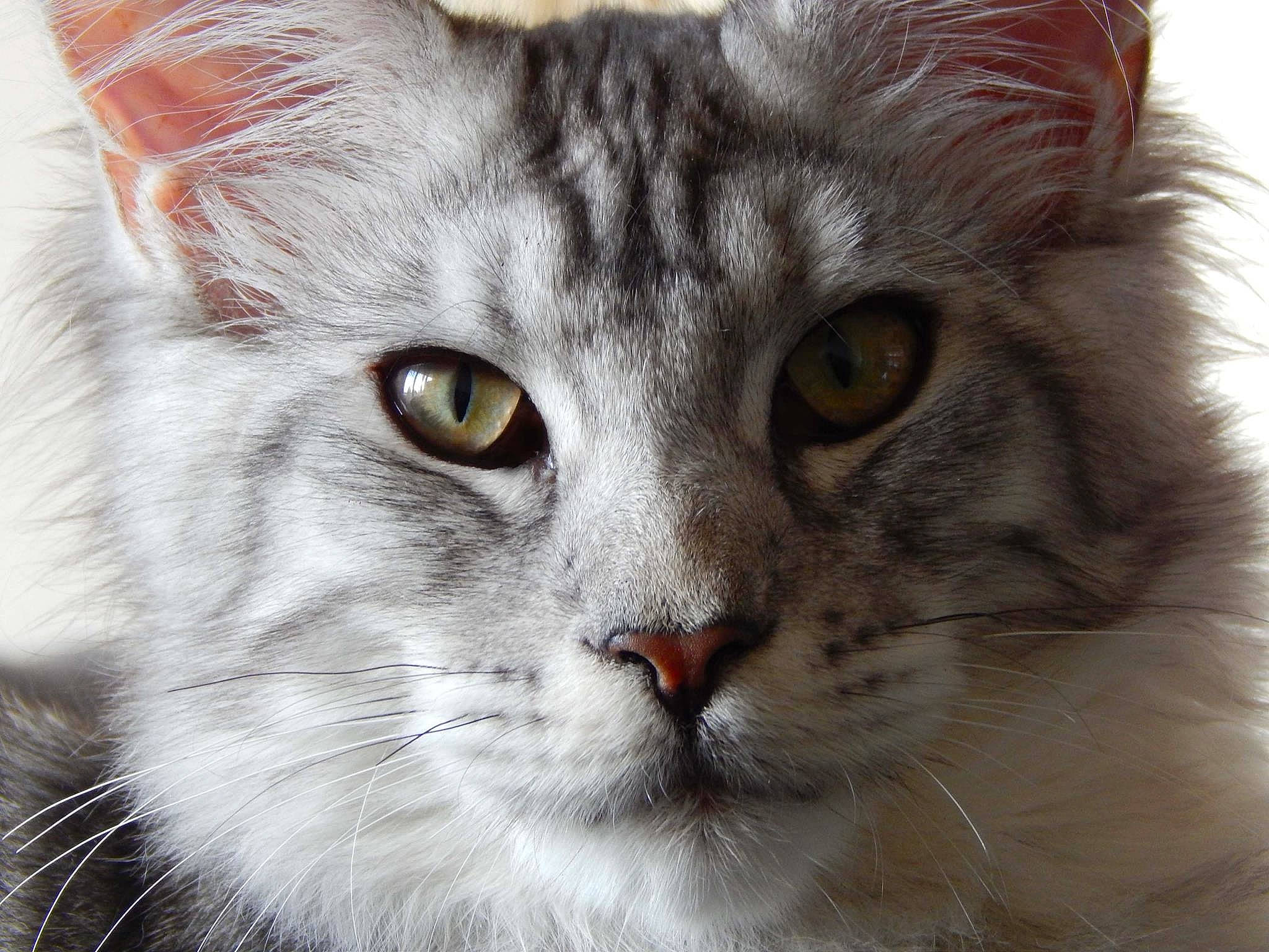 Ioda a rejoint le concours — aidez-le/la à gagner de superbes lots ! aegean_cat, american_curl, asian_semi_longhair, british_longhair, british_semi_longhair, carnivore, cat, close_up, domestic_long_haired_cat, eye, felidae, fur, mammal, norwegian_forest_cat, ragamuffin, siberian, small_to_medium_sized_cats, snout, vertebrate, whiskers