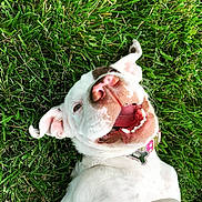Daisy joined the competition — help win amazing prizes! animal, brown_spots, canine, closeup, collar, dog, ears, grass, happy, lying_down, nature, nose, outdoor, pet, playful, smiling, sunlight, teeth, tongue, white_dog