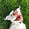 animal, brown_spots, canine, closeup, collar, dog, ears, grass, happy, lying_down, nature, nose, outdoor, pet, playful, smiling, sunlight, teeth, tongue, white_dog