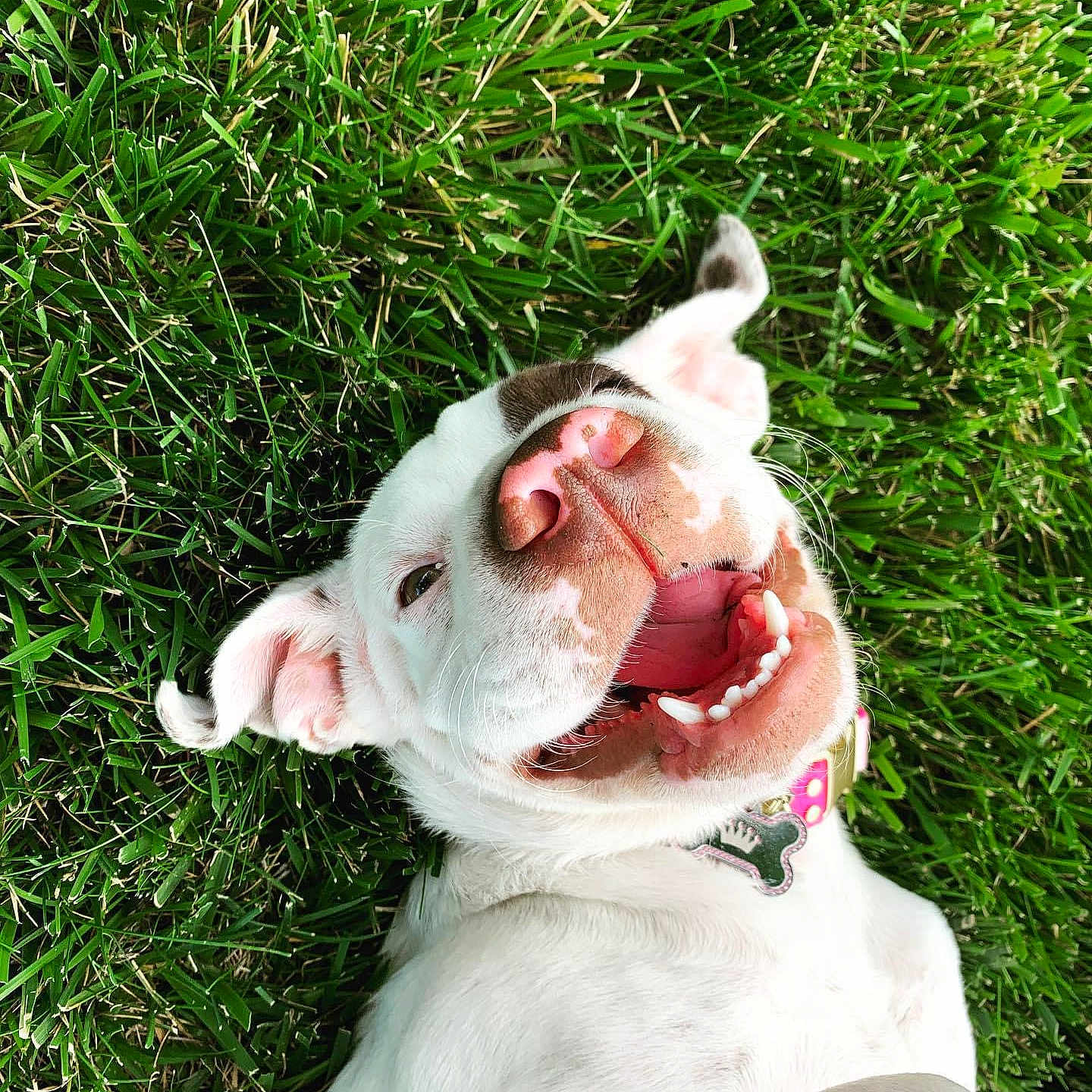 Daisy