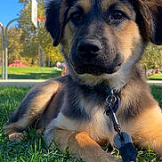 Yoshi is registered to the contest to win money with this photo: animal, basketball_hoop, closeup, collar, cute, dog, fur, grass, leash, nature, outdoor, park, pet, playing, puppy, relaxing, summer, sunlight, tree, young_dog