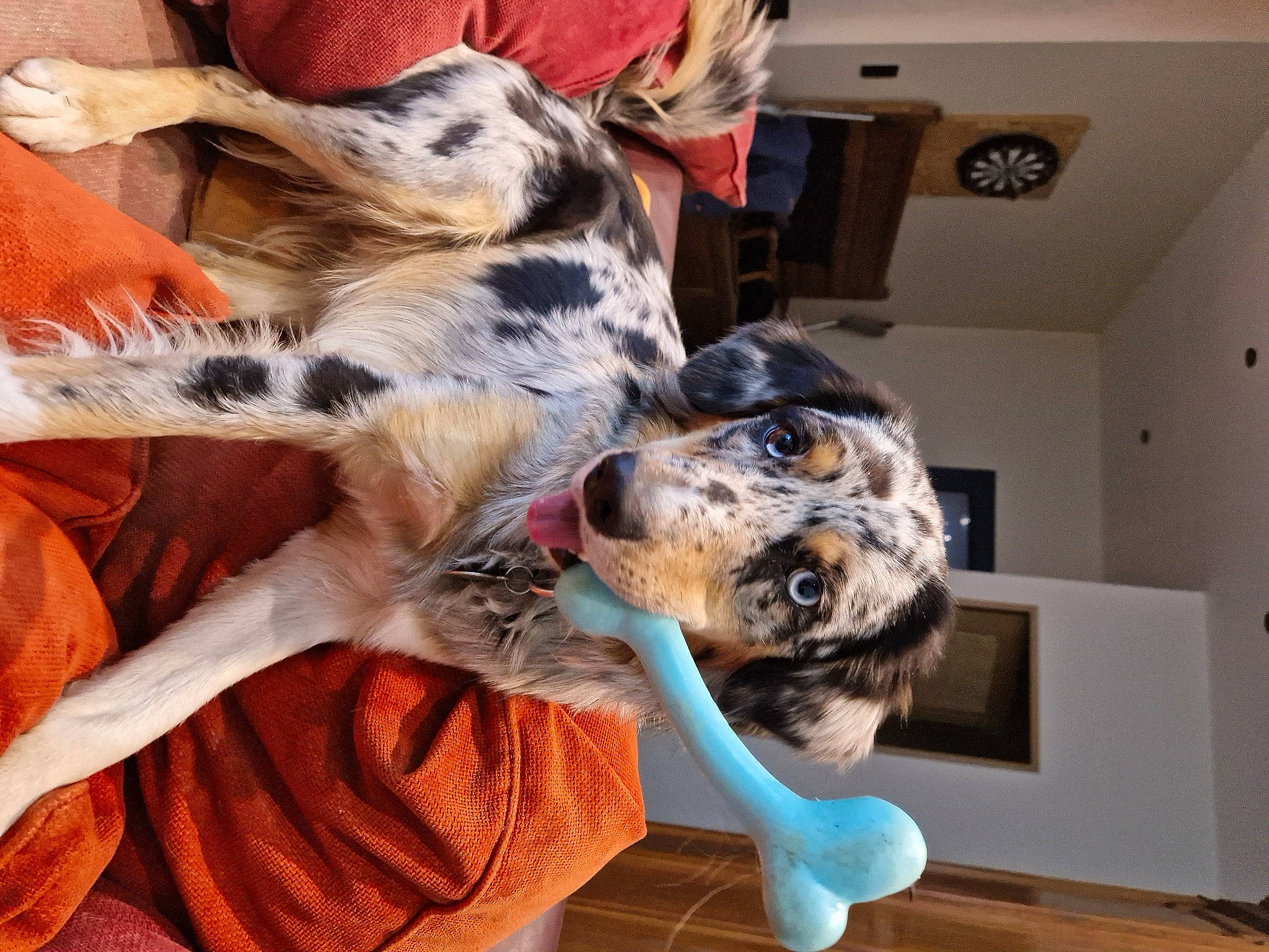 Toko participe au concours pour gagner de l'argent avec cette photo : canidae, carnivore, collar, comfort, companion_dog, dog, dog_breed, fawn, flooring, fur, koolie, mammal, paw, snout, sporting_group, terrestrial_animal, texas_heeler, wood, working_animal, working_dog