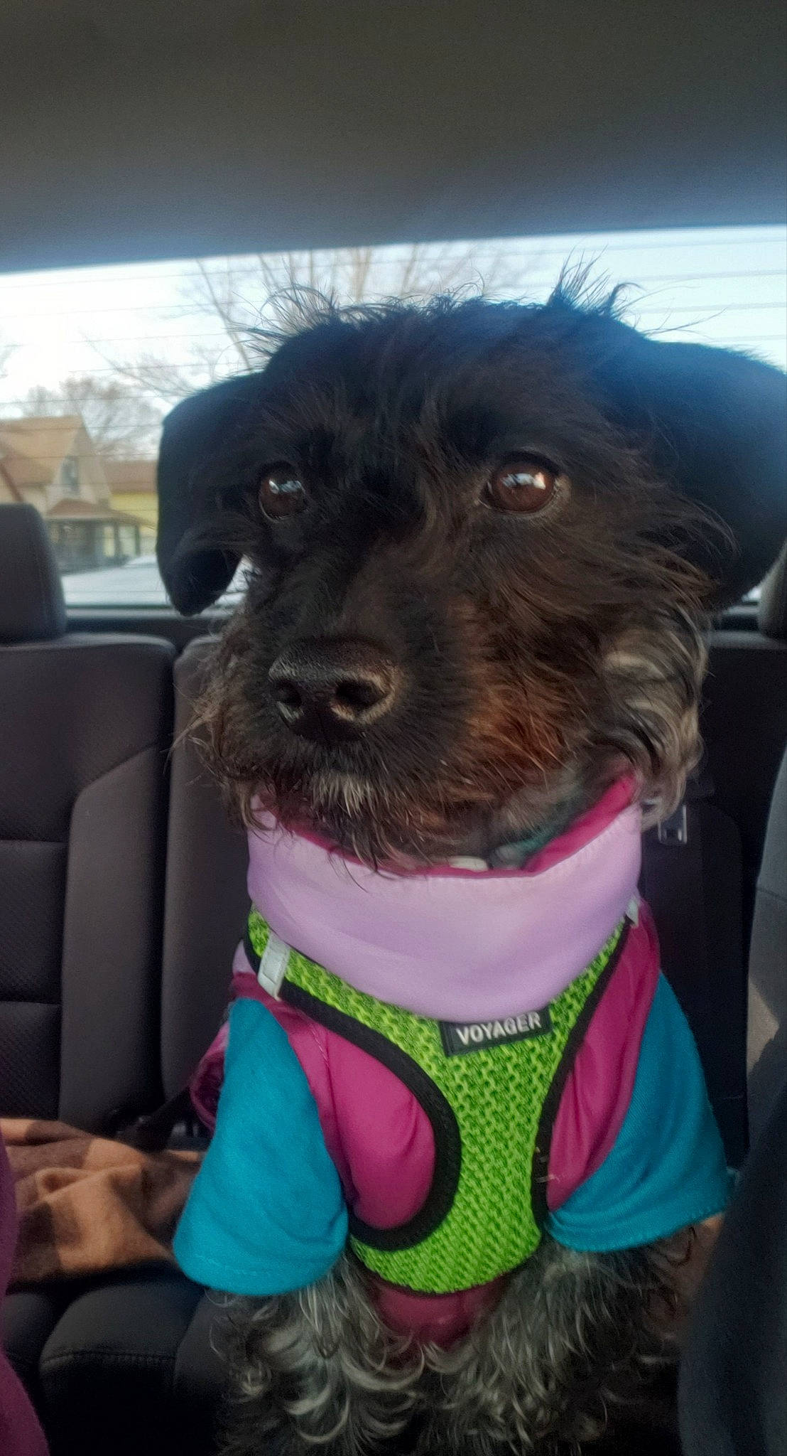 Wrigley is registered to the contest to win money with this photo: canidae, carnivore, cockapoo, companion_dog, dog, dog_breed, dog_clothes, dog_collar, mammal, miniature_poodle, miniature_schnauzer, non_sporting_group, poodle, puppy, rare_breed_dog, schnoodle, snout, sporting_group, terrier