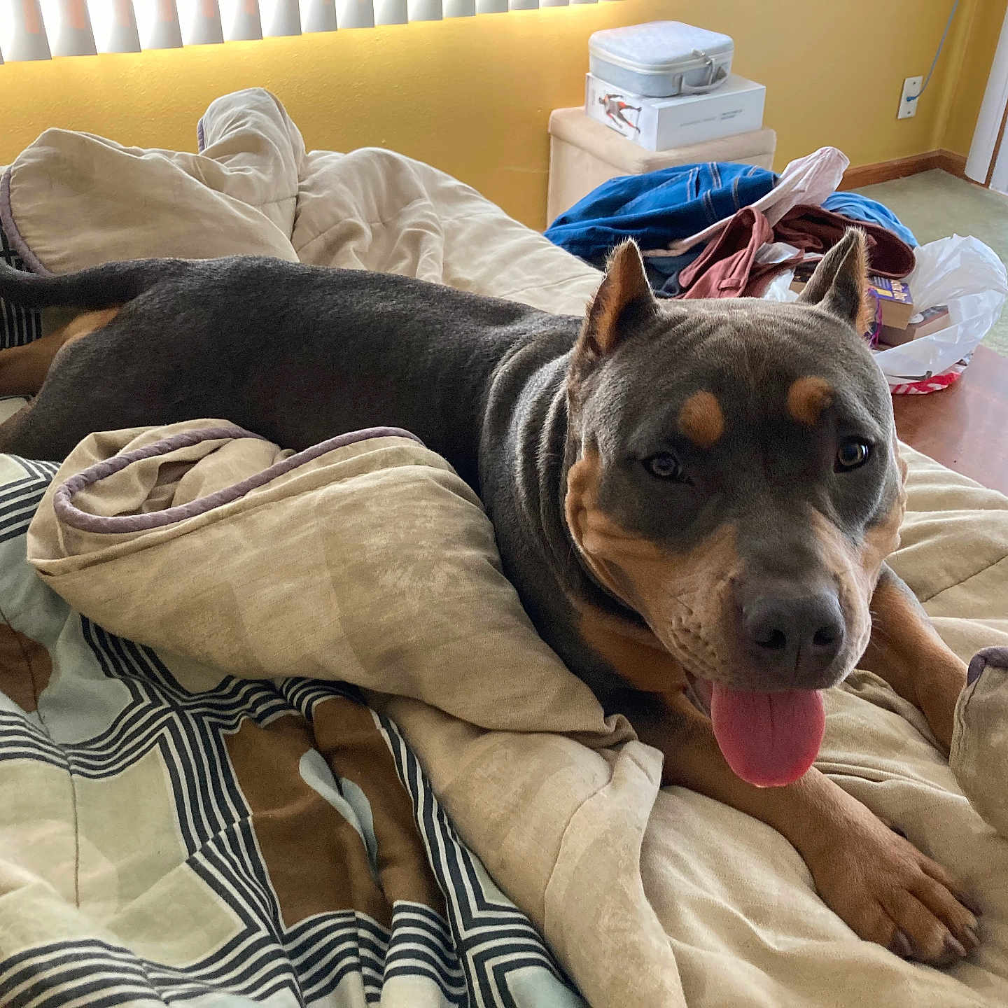 Angel is registered to the contest to win money with this photo: animal, bed, blanket, brown, carpet, casual, comfort, cozy, dog, fur, furniture, gray, indoor, laying, pet, pillow, relaxed, room, tongue_out, window_blinds