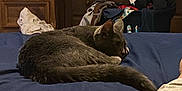 Diego joined the competition — help win amazing prizes! cat, gray_cat, sleeping, bed, blue_bedspread, drawer, wooden_furniture, television, clothes, laundry_basket, indoor, home, relaxed, person, leg, footwear, casual, resting, domestic, cozy