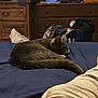 cat, gray_cat, sleeping, bed, blue_bedspread, drawer, wooden_furniture, television, clothes, laundry_basket, indoor, home, relaxed, person, leg, footwear, casual, resting, domestic, cozy