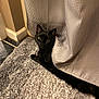 black_cat, cat, curtain, rug, indoor, pet, feline, relaxed, texture, floor, corner, cozy, animal, whiskers, eyes, home, curled_up, soft, domestic_cat, resting