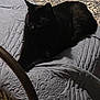 cat, black_cat, quilt, patterned_bedspread, indoor, pet, animal, resting, sleeping, cozy, furniture, textile, fabric, bedroom, shadow, dark, fur, quiet, home, relaxing