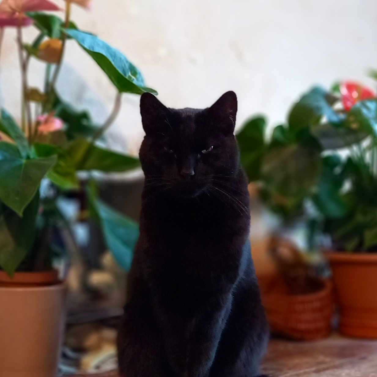 Philibert