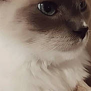 Jovi joined the competition — help win amazing prizes! cat, close_up, blue_eyes, fluffy, fur, pet, animal, face, whiskers, ears, nose, paw, indoor, resting, calm, portrait, cute, feline, mammal, domestic