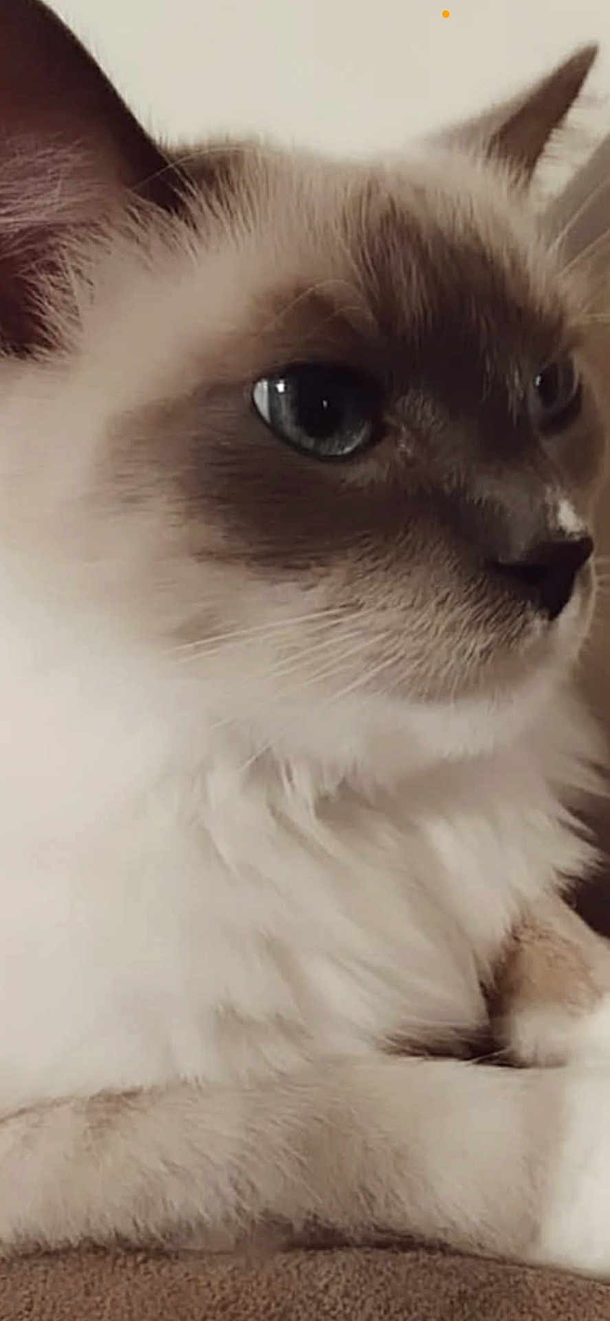 Jovi joined the competition — help win amazing prizes! cat, close_up, blue_eyes, fluffy, fur, pet, animal, face, whiskers, ears, nose, paw, indoor, resting, calm, portrait, cute, feline, mammal, domestic
