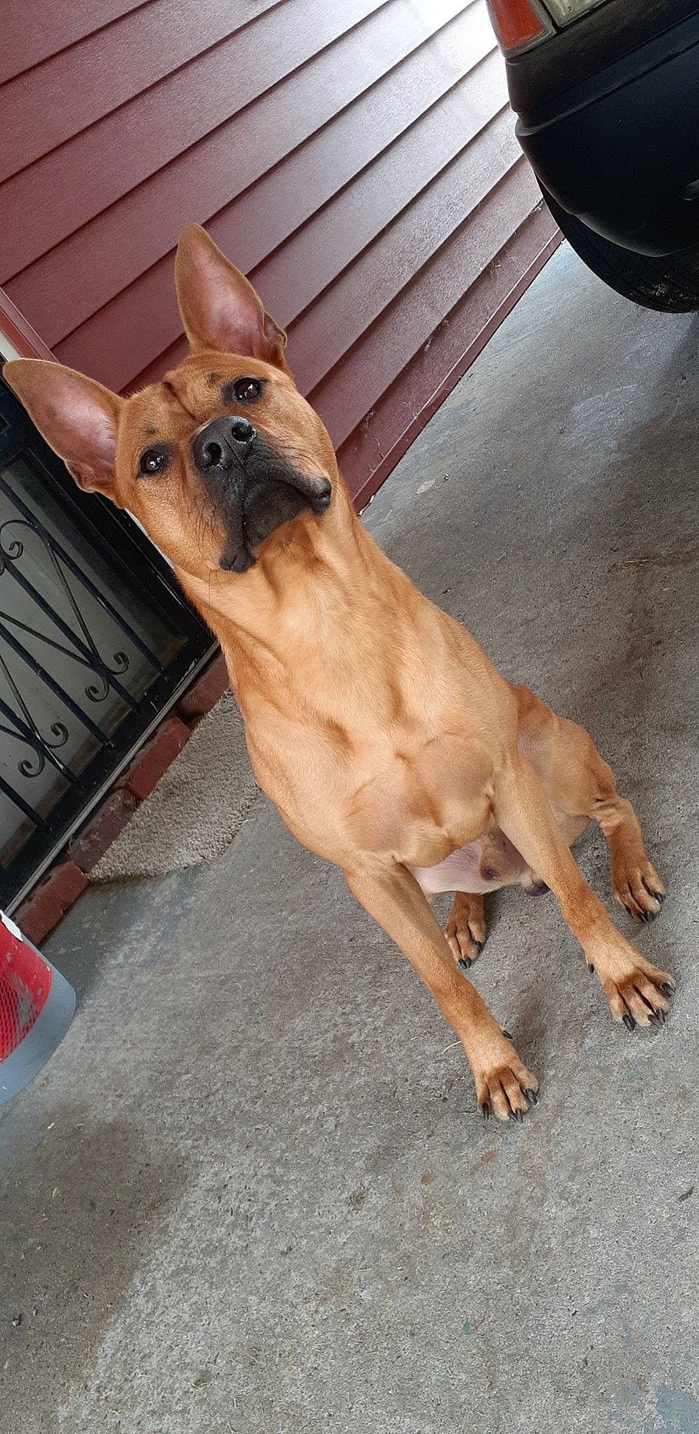 Roscoe is registered to the contest to win money with this photo: carnivore, collar, companion_dog, dog, dog_breed, dog_collar, dog_supply, ear, fawn, flooring, liver, paw, pet_supply, sporting_group, tail, terrestrial_animal, toy_dog, whiskers, wood, working_animal