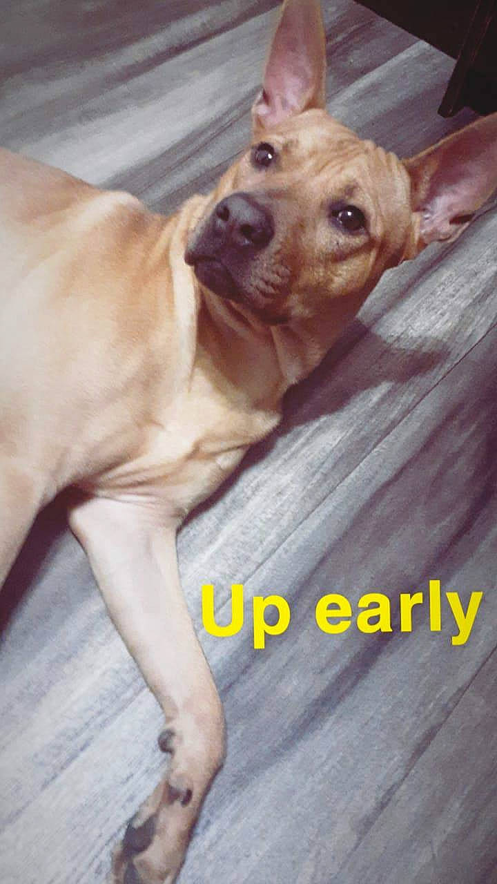 Roscoe joined the competition — help win amazing prizes! carnivore, collar, companion_dog, dog, dog_breed, dog_collar, dog_supply, ear, fawn, gesture, happy, liver, paw, photo_caption, selfie, snout, sporting_group, whiskers, wood, working_animal