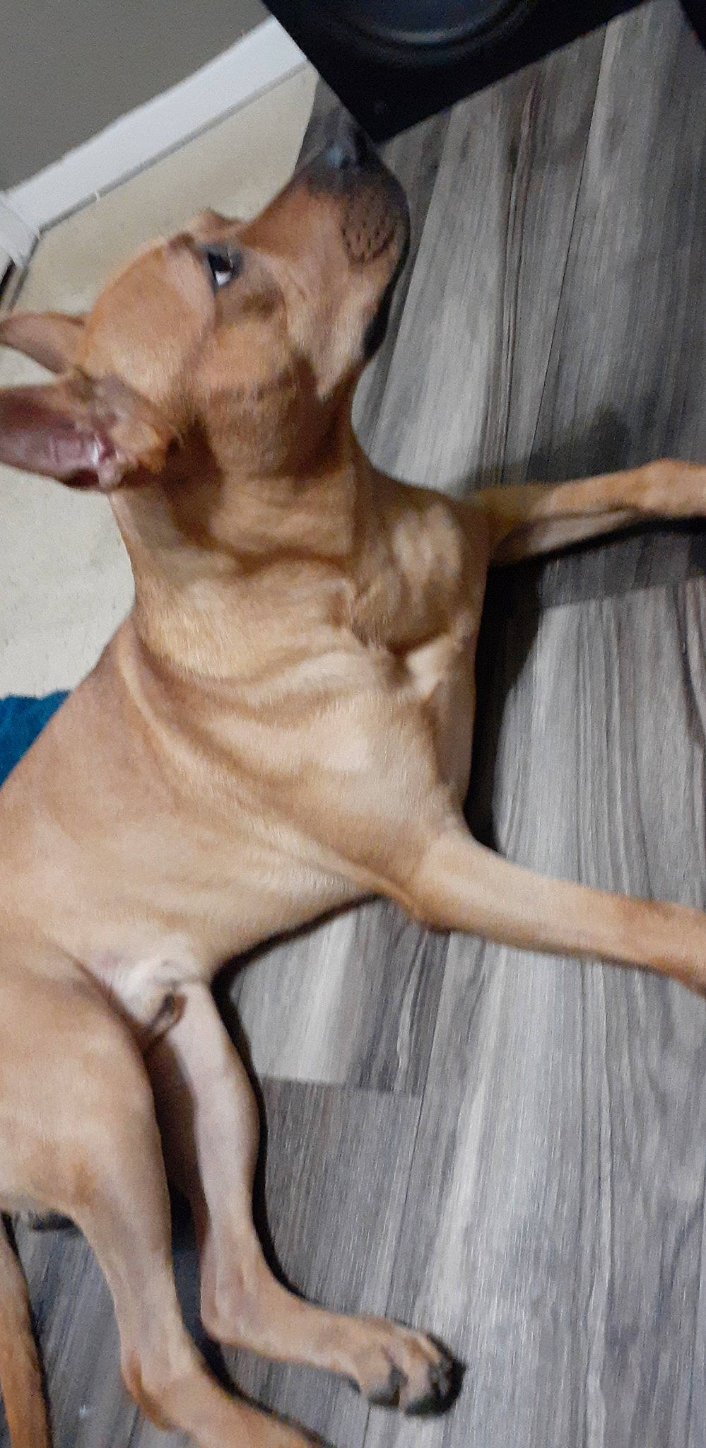 Roscoe joined the competition — help win amazing prizes! carnivore, companion_dog, dog, dog_breed, dog_collar, fawn, flooring, hardwood, human_body, human_leg, knee, liver, pet_supply, snout, sporting_group, tail, trunk, whiskers, wood, working_animal