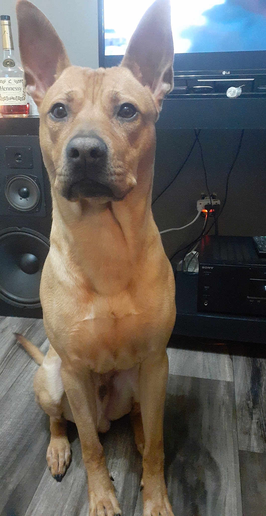 Roscoe