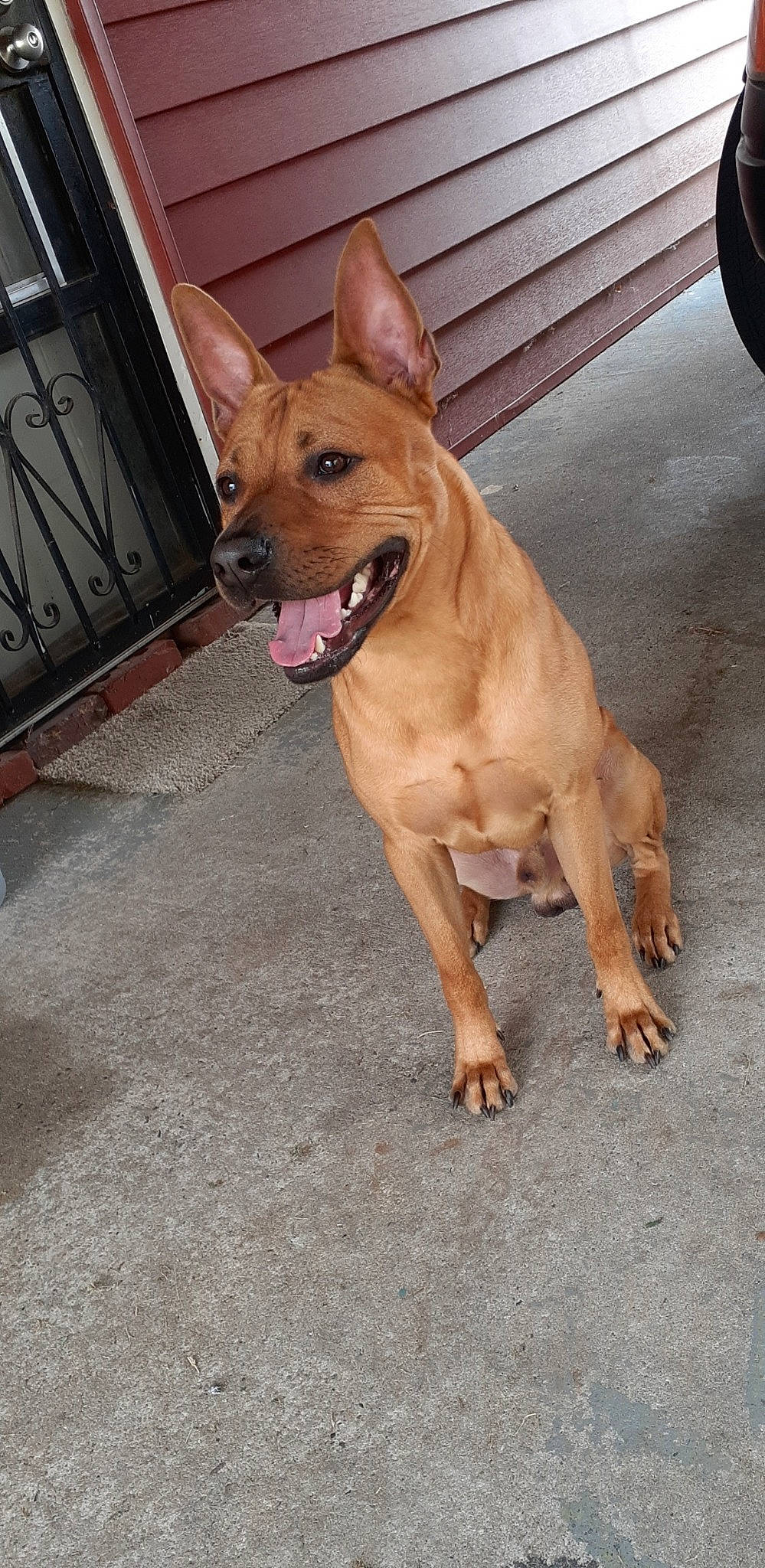 Roscoe is registered to the contest to win money with this photo: asphalt, canidae, carnivore, collar, companion_dog, dog, dog_breed, dog_collar, door, fawn, flooring, paw, road_surface, sporting_group, street_dog, tail, tire, whiskers, wood, working_animal