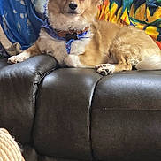 Nugget joined the competition — help win amazing prizes! alert, animal, collar, colorful_background, cozy, curious, dog, domestic, ears, fluffy_fur, furniture, home, indoor, leather_couch, paw, pet, resting, seat, small_dog, sunflower_blanket