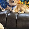 alert, animal, collar, colorful_background, cozy, curious, dog, domestic, ears, fluffy_fur, furniture, home, indoor, leather_couch, paw, pet, resting, seat, small_dog, sunflower_blanket