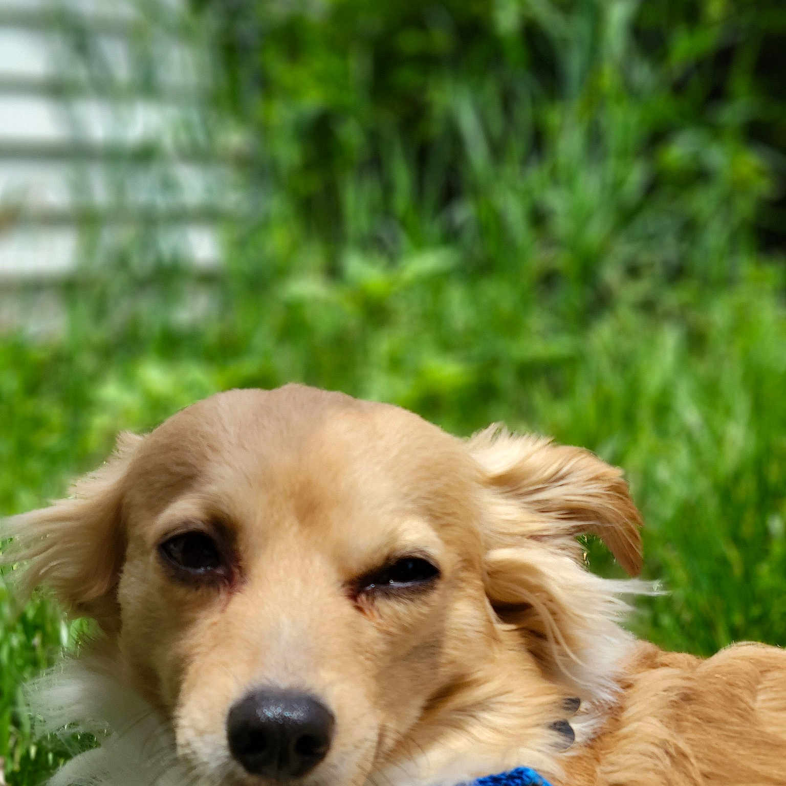 Nugget