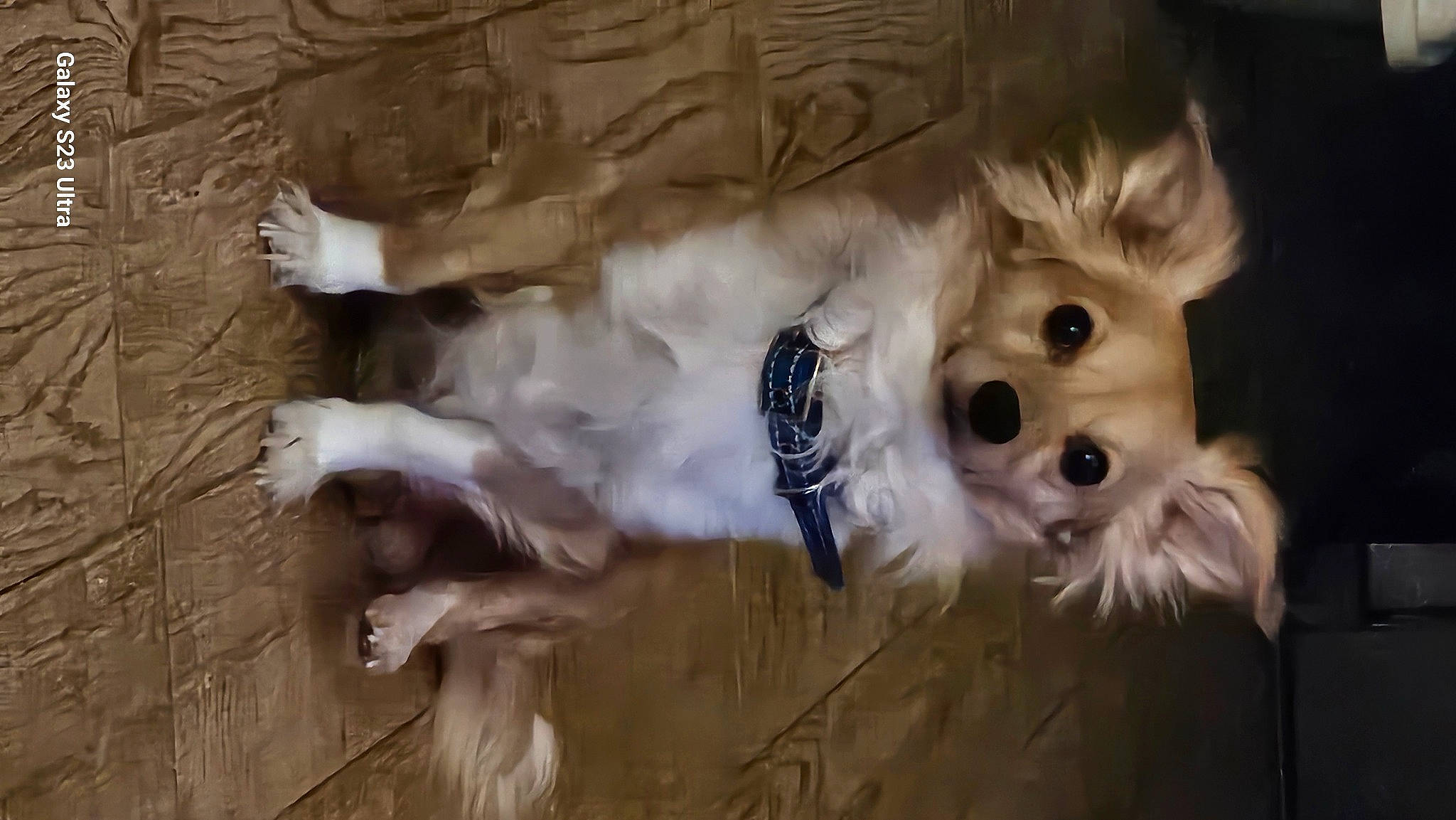 Nugget joined the competition — help win amazing prizes! canidae, carnivore, companion_dog, dog, dog_breed, dog_clothes, dog_supply, fawn, fur, hardwood, small_terrier, snout, sporting_group, tail, terrier, toy, toy_dog, whiskers, wood, working_animal