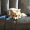 Nugget is registered to the contest to win money with this photo: animal, brown, canine, comfort, companion, couch, cute, dog, fluffy, fur, home, indoor, leather_couch, light, living_room, pet, relaxed, resting, small_dog, window