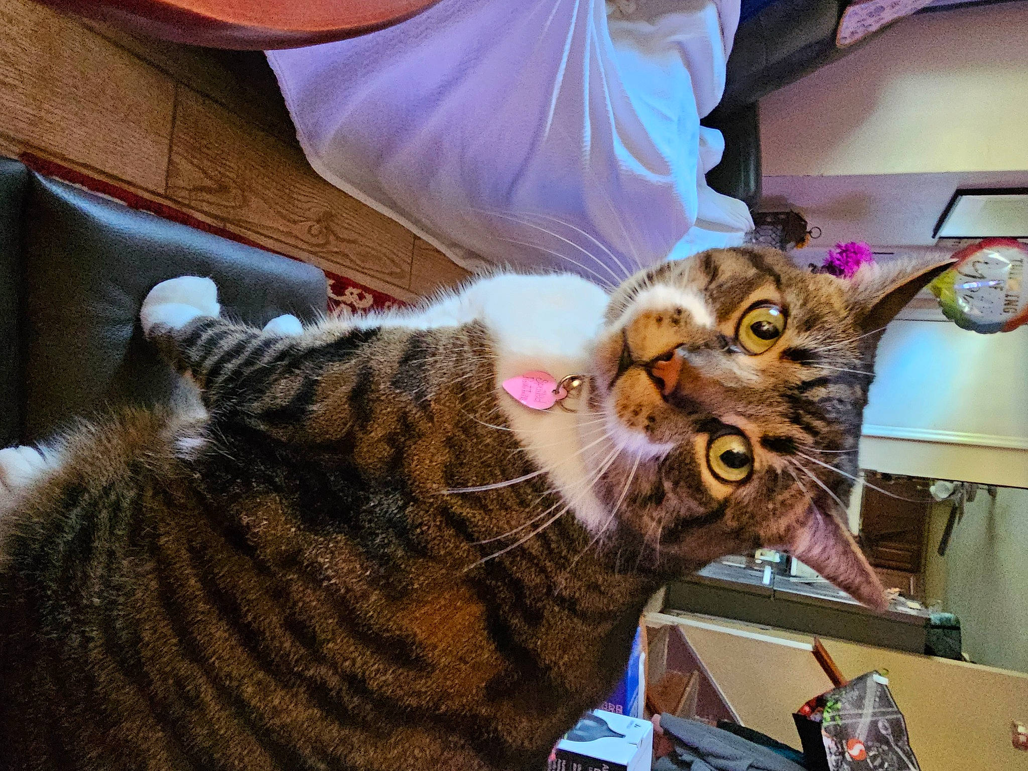 Tiger Lily is registered to the contest to win money with this photo: carnivore, cat, comfort, domestic_short_haired_cat, ear, felidae, fur, mammal, natural_material, small_to_medium_sized_cats, snout, whiskers