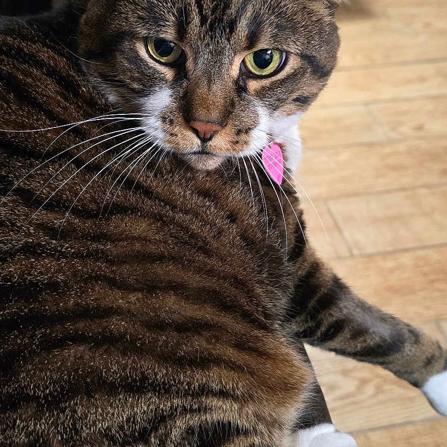 Tiger Lilie