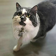 Bitty is registered to the contest to win money with this photo: cat, black_and_white, tuxedo_cat, pet, animal, whiskers, green_eyes, ears, fur, standing, walking, indoor, floor, home, shoe, portrait, closeup, alert, funny, photography