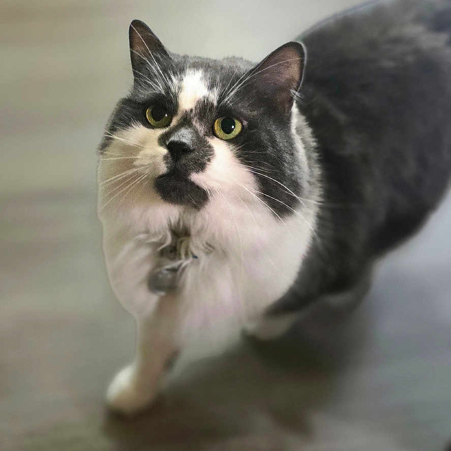 Bitty is registered to the contest to win money with this photo: cat, black_and_white, tuxedo_cat, pet, animal, whiskers, green_eyes, ears, fur, standing, walking, indoor, floor, home, shoe, portrait, closeup, alert, funny, photography