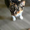 animal, blurred_background, calico_cat, cat, close_up, curious, ears, floor, fur, green_eyes, hallway, indoor, natural_light, pet, photography, portrait, short_hair, standing, walking, whiskers