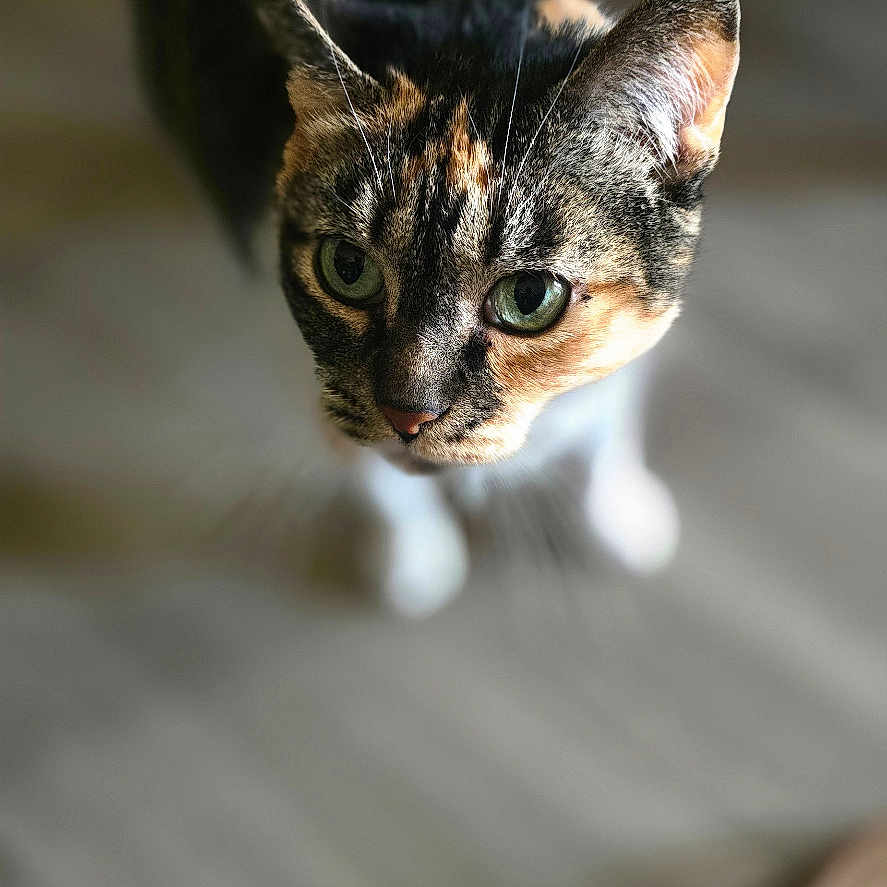 Queenie