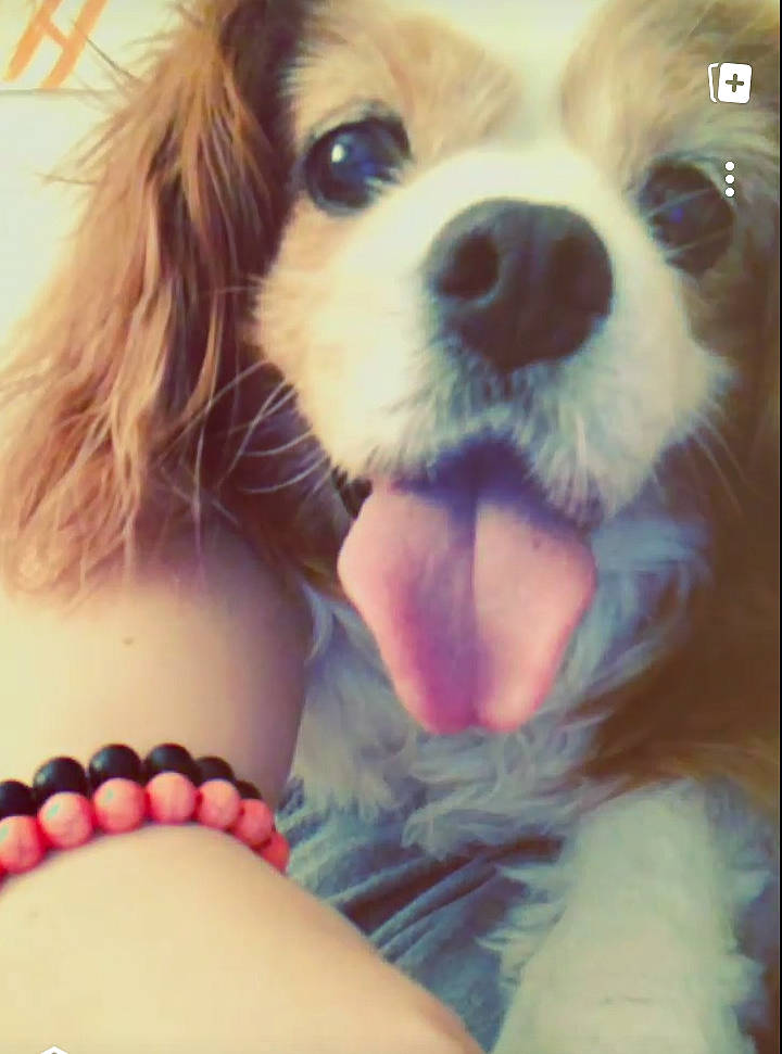 Milly May joined the competition — help win amazing prizes! beauty, brassiere, carnivore, companion_dog, cool, dog, dog_breed, eye, eyebrow, eyewear, fawn, gesture, happy, head, liver, photograph, thigh, toy_dog, undergarment, whiskers