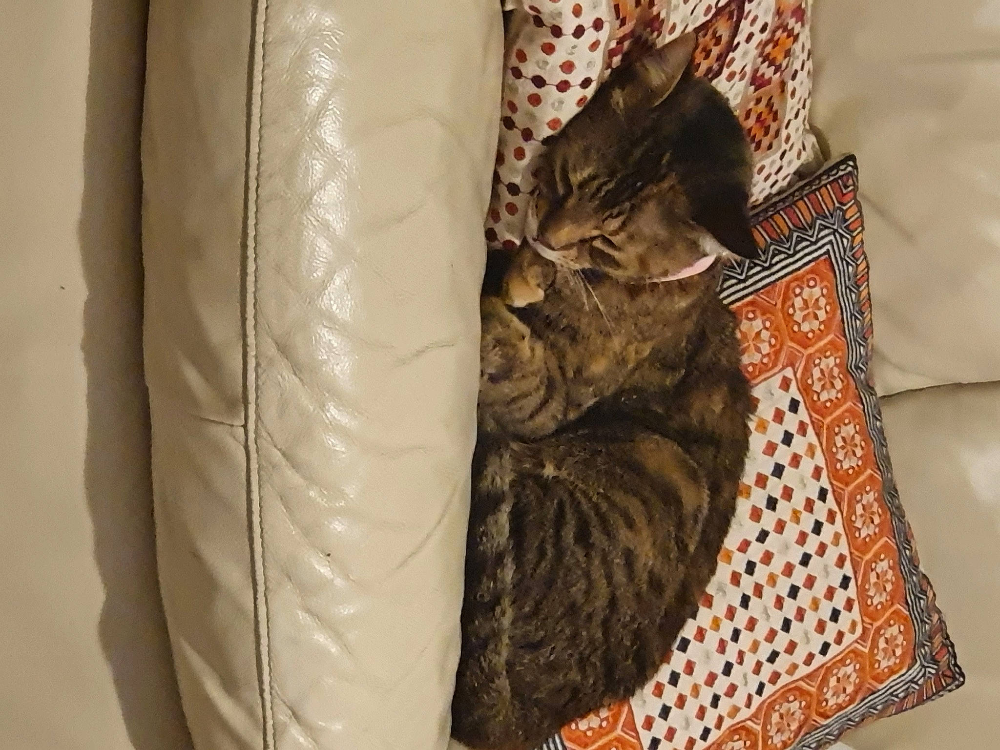 Kiara is registered to the contest to win money with this photo: carnivore, cat, comfort, domestic_short_haired_cat, felidae, fur, home_accessories, linens, pet_supply, small_to_medium_sized_cats, tabby_cat, tail, whiskers