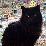 Wednesday joined the competition — help win amazing prizes! animal, black_cat, cat, curious, domestic, feline, fluffy, fur, garden, gaze, indoor, nature, outdoor_view, pet, plants, pots, sitting, whiskers, window, yellow_eyes