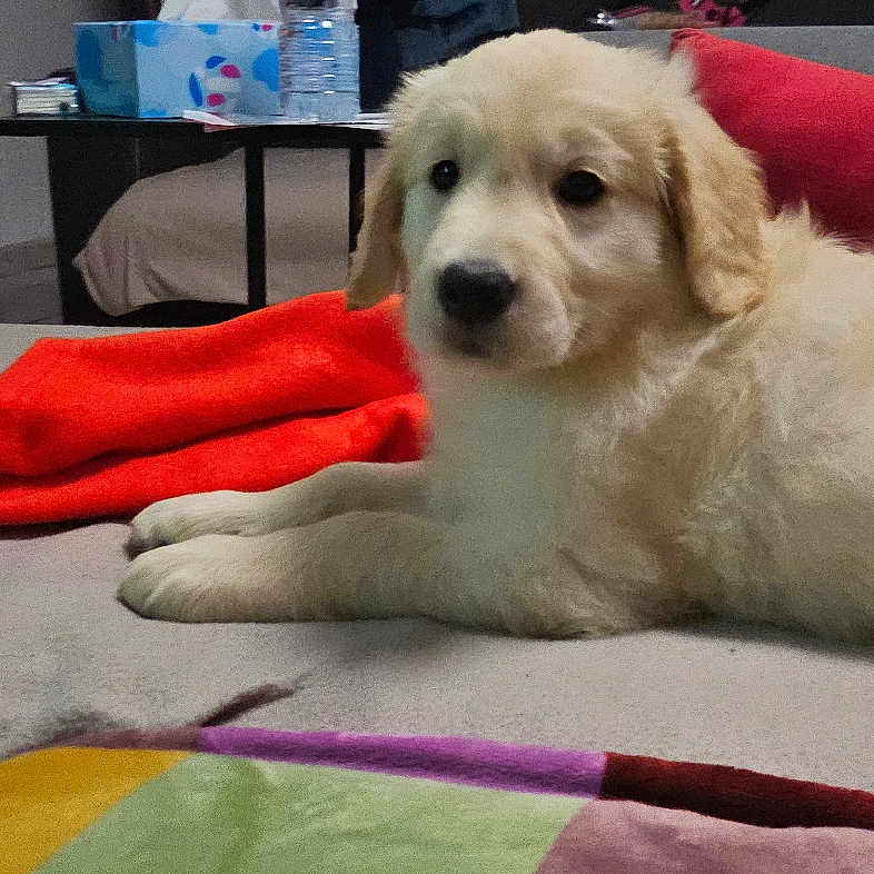 Baya
