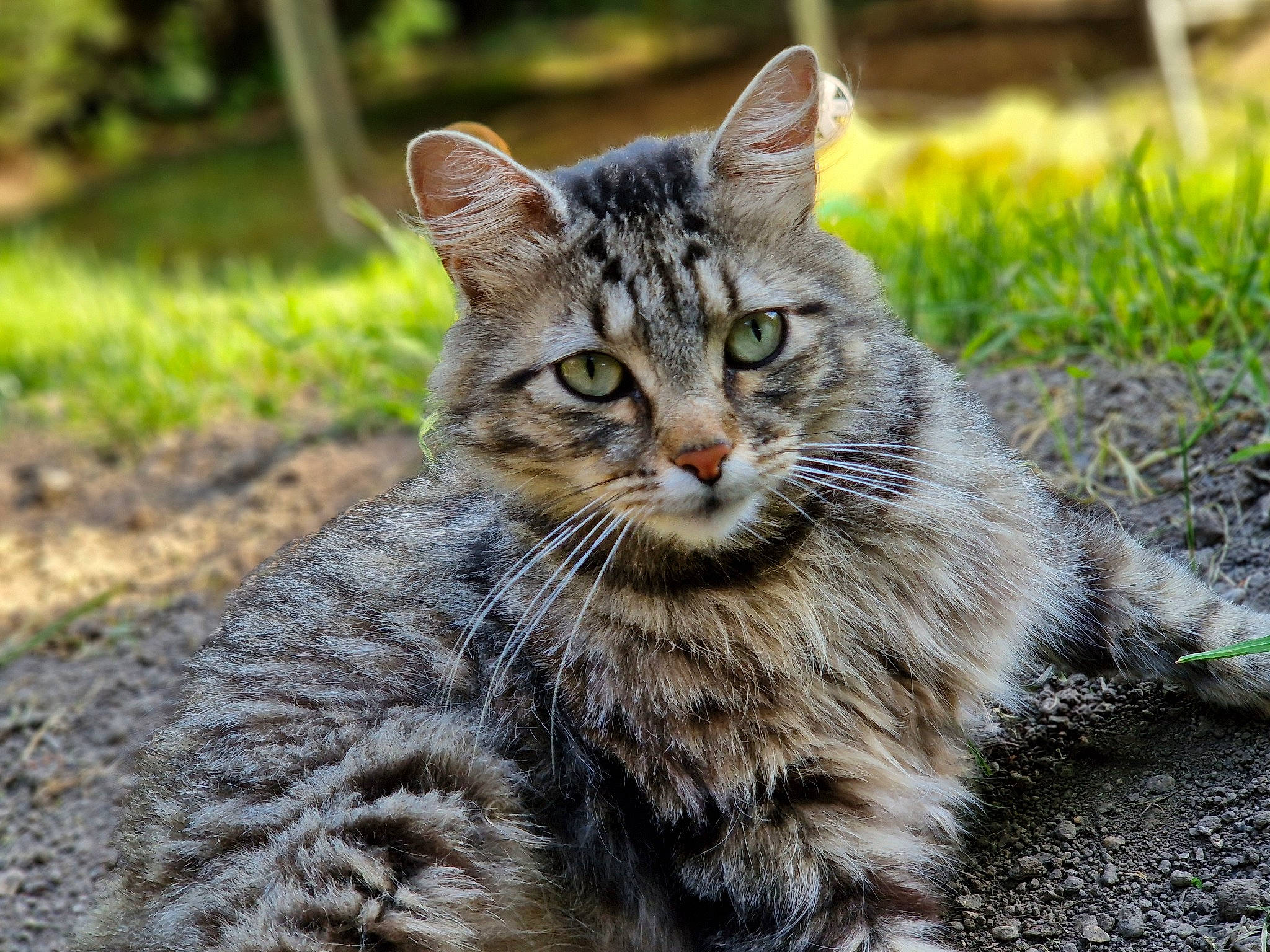 Fifi participe au concours pour gagner de l'argent avec cette photo : carnivore, cat, claw, domestic_short_haired_cat, felidae, fur, grass, paw, plant, small_to_medium_sized_cats, snout, soil, tail, terrestrial_animal, tree, whiskers, wildlife