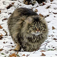Fifi a rejoint le concours — aidez-le/la à gagner de superbes lots ! cat, long_hair, fluffy, snow, leaves, outdoor, animal, wildlife, nature, winter, fur, alert, mammal, whiskers, green_eyes, ground, cold, forest_floor, predator, wild