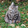 Fifi a rejoint le concours — aidez-le/la à gagner de superbes lots ! angora, animal, backyard, cat, grass, green, herbal, herbs, kitten, leaf, manx, nature, outdoors, pet, plant, rock, soil, tree, vegetation, yard
