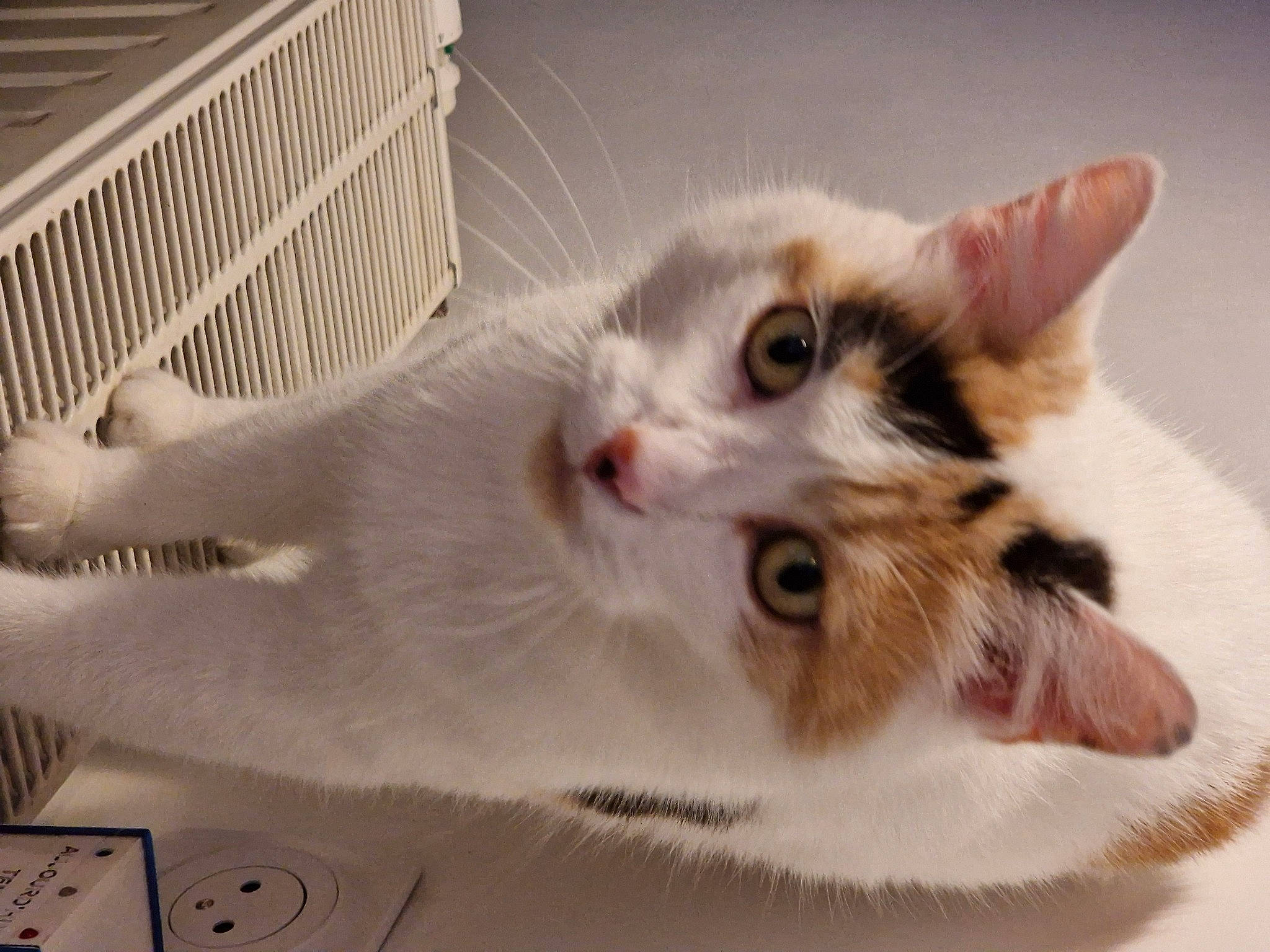 Mao participe au concours pour gagner de l'argent avec cette photo : animal_shelter, carnivore, cat, claw, domestic_short_haired_cat, ear, fawn, felidae, fur, paw, small_to_medium_sized_cats, snout, tail, whiskers