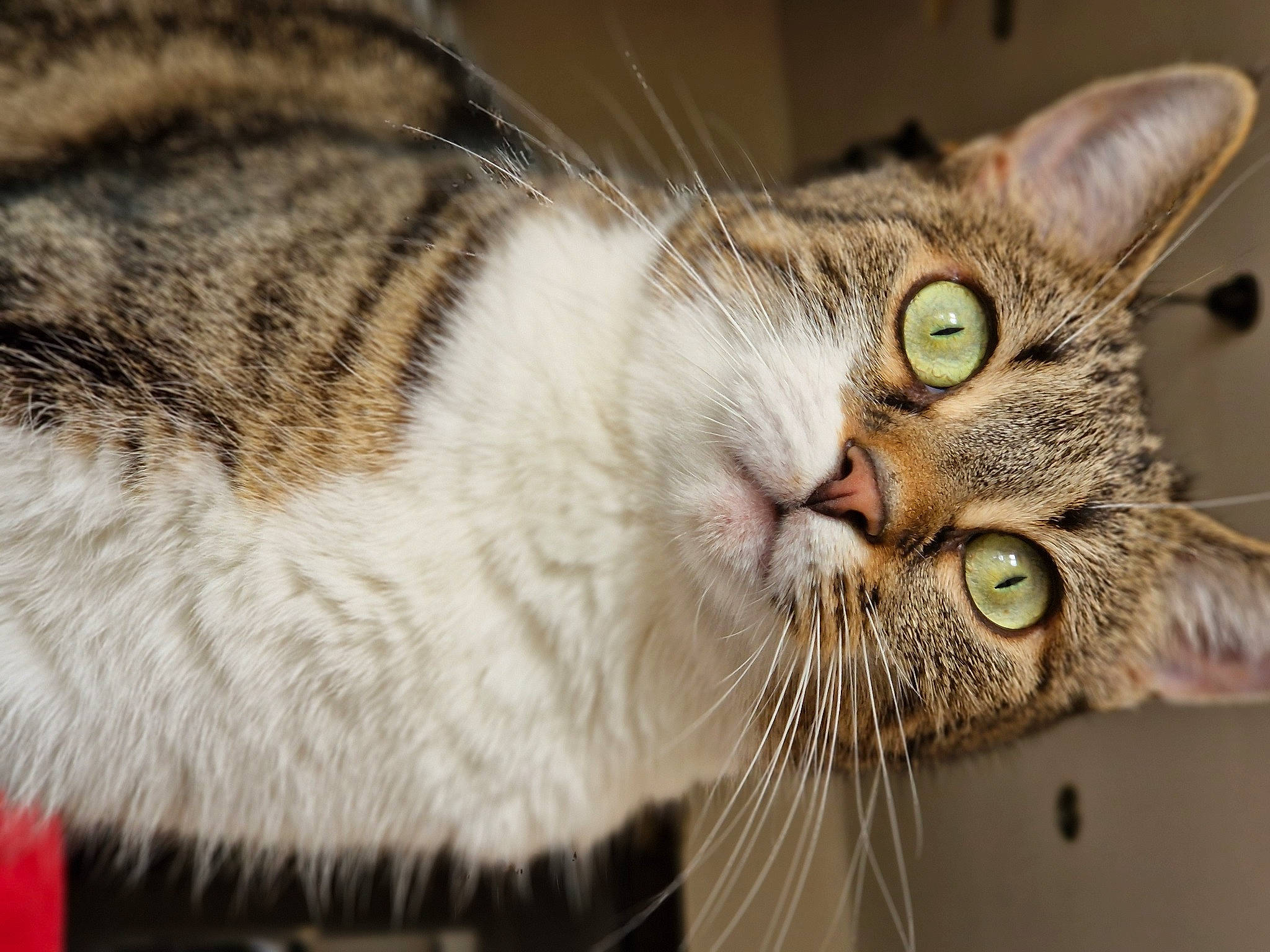 Kalie a rejoint le concours — aidez-le/la à gagner de superbes lots ! carnivore, cat, close_up, domestic_short_haired_cat, ear, eye, fang, felidae, fur, paw, small_to_medium_sized_cats, snout, whiskers, wildlife, window