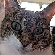 Kalie participe au concours pour gagner de l'argent avec cette photo : abyssinian, angora, animal, bodypart, cat, kitten, manx, mouth, person, pet, siamese, snout