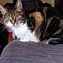 Kalie participe au concours pour gagner de l'argent avec cette photo : cat, close_up, cozy, cushion, domestic_cat, ears, fur, green_eyes, home_interior, indoor, looking_at_camera, nose, paw, pet, portrait, sitting, sofa, striped, tabby_cat, whiskers