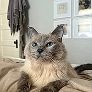 Pearl joined the competition — help win amazing prizes! animal, bed, blanket, blue_eyes, cat, cozy, domestic_animal, ears, fluffy, fur, furniture, home, indoor, pet, portrait, relaxed, resting, towel, wall_art, whiskers