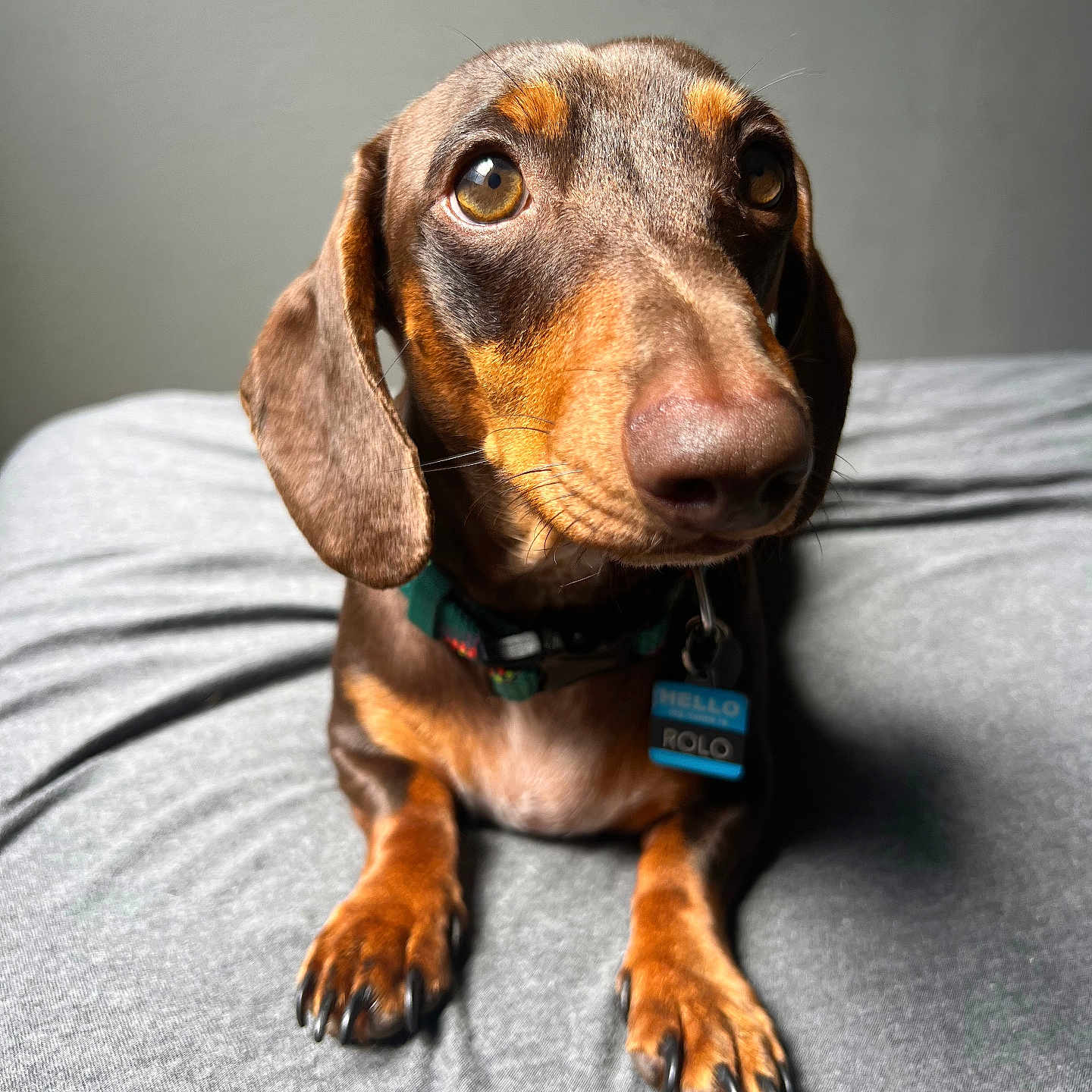 Rolo is registered to the contest to win money with this photo: accessories, animal, beagle, bodypart, canine, collar, dog, furniture, hound, indoors, labradorretriever, mouth, person, pet, pointer, puppy, sleeping, snout, strap
