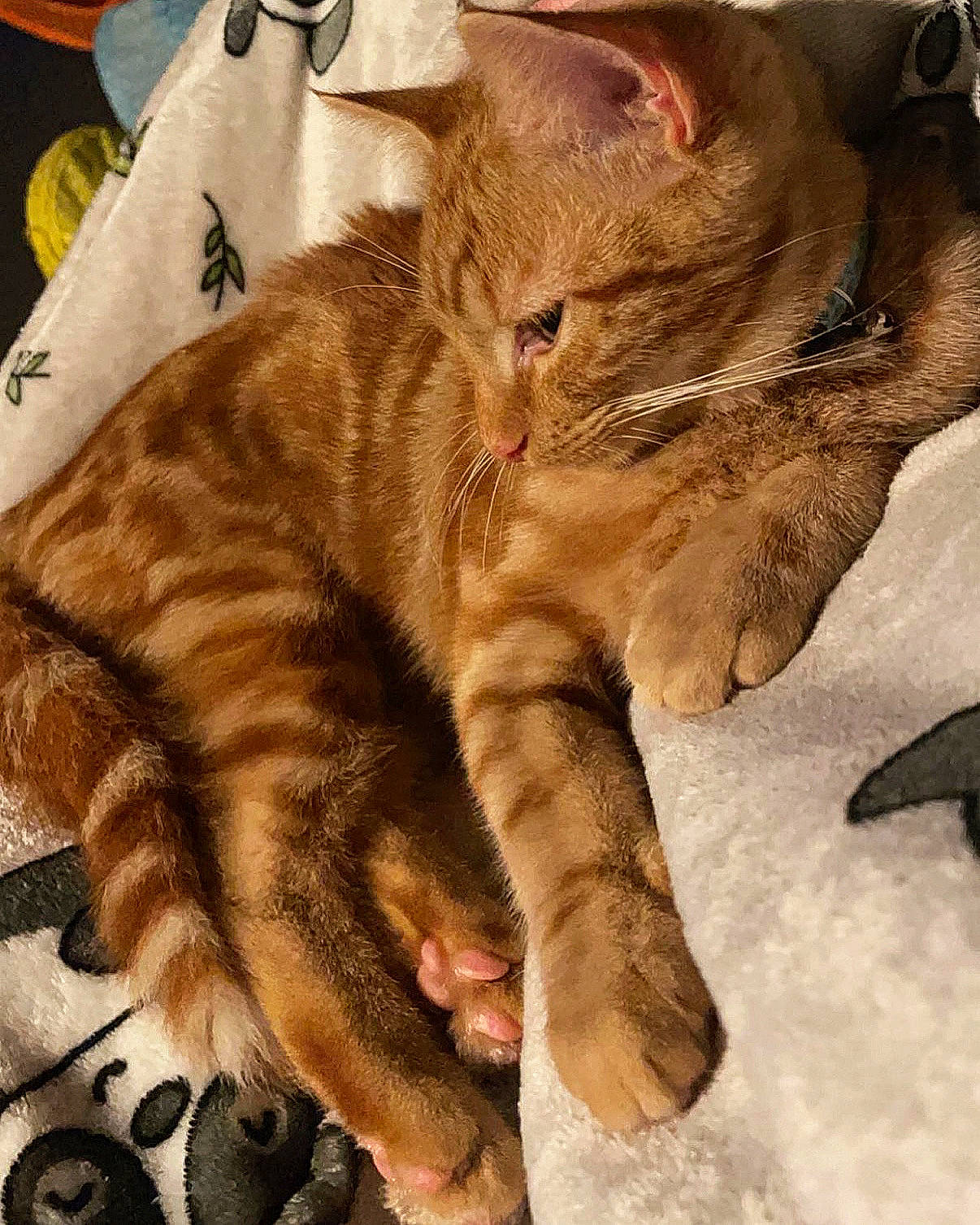 Gimli Wotsit is registered to the contest to win money with this photo: carnivore, cat, claw, comfort, domestic_short_haired_cat, eye, fawn, felidae, foot, fur, gesture, nap, paw, sleep, small_to_medium_sized_cats, snout, tail, terrestrial_animal, whiskers, wood